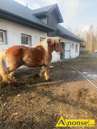 Anonse KO, Sprzedam konia ogier zimnokrwisty wiek 2.5 roku mocnej budowy ciaa masc jasny kasztan waga ok 700kg cena 8700zl, c.8.700z. MCISZW t