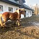 KO, Sprzedam konia ogier zimnokrwisty wiek 2.5 roku mocnej budowy ciaa masc jasny kasztan waga ok 700kg cena 8700zl, c.8.700z. MCISZW t