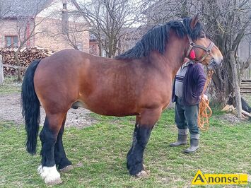 Anonse OGIER, rasa ZIMNOKRWISTA, Nygus 82 pkt, wymiary z weryfikacji 163 230 28,5 ZAPRASZA, c.300z. STAROCIN-KOLONIA