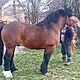 OGIER, rasa ZIMNOKRWISTA, Nygus 82 pkt, wymiary z weryfikacji 163 230 28,5 ZAPRASZA, c.300z. STAROCIN-KOLONIA