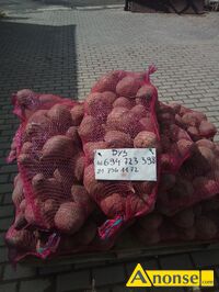 Anonse BURACZKI, Paszowe, Grube, c.0,5z/kg. DYS