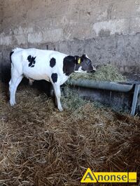 Anonse BYK, rasa HOLENDERSKA, Sprzedam Byczka w wadze 180 kg, c.2.500z. RADOM