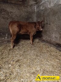 Anonse CIEL, rasa LIMUSE, Jawka typowo misna po inseminacji ras Limuse ponad 150 kg piknej budowy, c.2.900z. RADOM