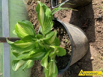 Anonse FUNKIA HOSTA, Funkia hosta dua sadzonka w doniczce. atwa w uprawie i do rozmnoenia. Do osobistego odbioru w Lublinie., c.20z. LUBLIN 5