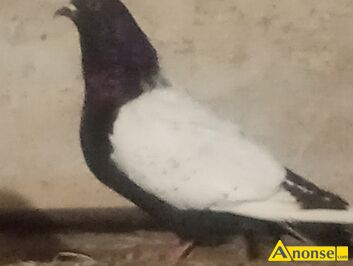 Anonse GOBIE, rasa RYSIE, Sprzedam gobie ozdobne rysie czerwone i niebieskie na uskowych tarczach due z 2024r, c.40z do uzg.. LUBLIN 695-4