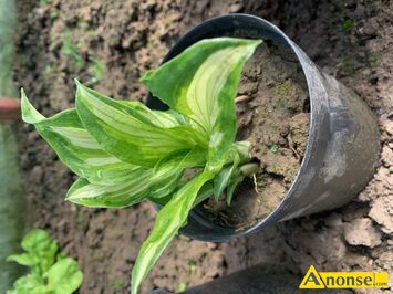 Anonse HOSTA FUNKIA, Hosta funkia ukorzeniona w doniczce sadzonka - bardzo atwa do rozmnoenia. Do osobistego odbioru w Lublinie, c.15z. LUBLIN t