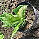 HOSTA FUNKIA, Hosta funkia ukorzeniona w doniczce sadzonka - bardzo atwa do rozmnoenia. Do osobistego odbioru w Lublinie, c.15z. LUBLIN t