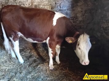 Anonse JAWKA, od mlecznej krowy, Sprzedam jawk SIM bez ron, 15 miesicy, do zacielenia., c.5.800z do uzg.. BATW