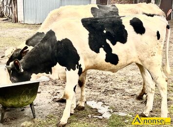 Anonse JAWKA, Sprzedam Jawk 15 miesiczna, rasa HF, mikka, spokojna. Wicej informacji udziel telefonicznie. Zachcam do kontaktu, dzwoni n