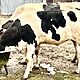 JAWKA, Sprzedam Jawk 15 miesiczna, rasa HF, mikka, spokojna. Wicej informacji udziel telefonicznie. Zachcam do kontaktu, dzwoni n