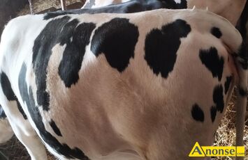 Anonse JAWKA, rasa HF, od mlecznej krowy, 2- letnia, cielna 8 mies. (termin wycielenia 24.06.), inseminowana angusem, waga ok 600 kg, c.7.500z d