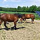 KLACZ, rasa ZIMNOKRWISTA, 3 lata, puszczana, jeszcze nie badana, c.11.000z. KRASIENIN-KOLONIA