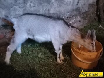 Anonse KOZIOEK, rasa MIESZANA, Sprzedam dwa koziolki. Maj 3 miesice. Rogate. Jeden biay a drugi szary z czarnymi pregami na pysku i grzbiecie.c