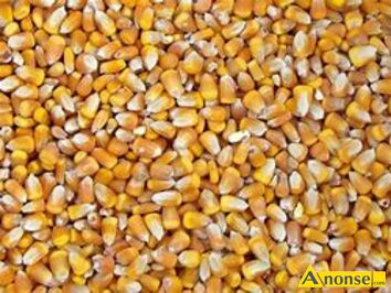 Anonse KUKURYDZA, DOBREJ JAKOCI, ZBIR 2024,ADNE ZIARNO, LUZ LUB WORKOWANA, LUZ c.1,10z/kg WORKOWANA c.1,20z/kg, MIELONA KUKURYDZA c.1,40z/kg,