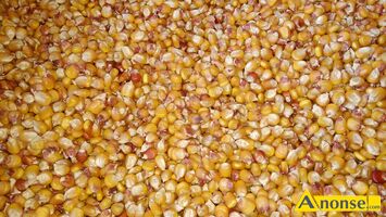 Anonse KUKURYDZA, Kukurydza ziarno z 2024r. do produkcji rolno-zwierzcej, rwnej wielkoci po sortowniku, sprawdzone wschody 96%.Cena3,50z/kg wi