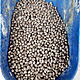 UBIN, wars, sodki, wskolistny, z centrali, cakowita ilo okoo 10 ton, cena za 1 kg, moliwo transportu, c.1,6z. BORZECHW 796-795