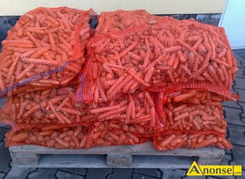 Anonse MARCHEW PASZOWA BURAKI CZERWONE PASZOWE, MAM DO SPRZEDANIA MARCHEW PASZOW,BURAKI CZERWONE PASZOWE POPAKOWAN W WORKI PO 20 KG cena1z/kg PR