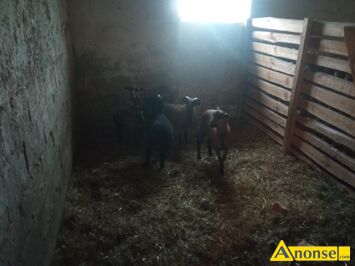 Anonse OWCE, Witam sprzedam 4 owoce i barana po wicej informacji prosz dzwoni, c.750z. KLWATKA