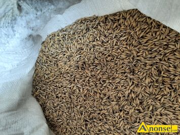 Anonse OWIES, Bingo, Sprzedam owies 1300kg cena 80 zl/100kg Tel 697293037, c.80z/q. CIECIERZYN