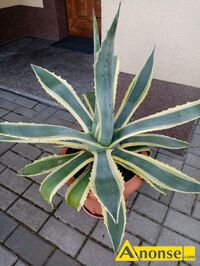 Anonse AGAWA, Sprzedam ukorzenion, zdrow sadzonk roliny Agava Americana Variegata. Agava lubi soneczne stanowisko, stanowi dekoracj tarasw o