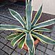 AGAWA, Sprzedam ukorzenion, zdrow sadzonk roliny Agava Americana Variegata. Agava lubi soneczne stanowisko, stanowi dekoracj tarasw o
