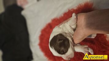 Anonse BORDER COLLIE, nazwa hodowli: Przyjazna zagroda fci, Witam, Zapraszamy do rezerwacji szczenit po naszych wspaniaych psach. Rodzice szczeni