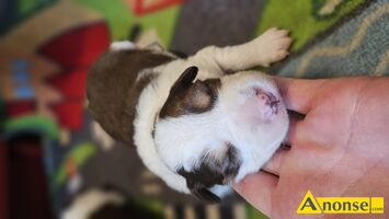 Anonse BORDER COLLIE, nazwa hodowli: Przyjazna zagroda fci, Witam, Zapraszamy do rezerwacji szczenit po naszych wspaniaych psach. Rodzice szczeni