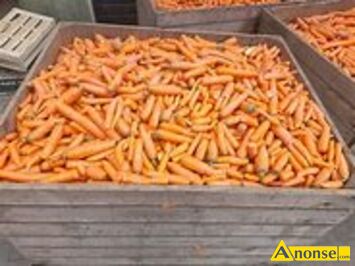 Anonse MARCHEW PASZOWA BURAKI CZERWONE PASZOWE, MAM DO SPRZEDANIA MARCHEW PASZOW,BURAKI CZERWONE PASZOWE POPAKOWAN W WORKI PO 20 KG cena1z/kg PR
