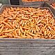 MARCHEW PASZOWA BURAKI CZERWONE PASZOWE, MAM DO SPRZEDANIA MARCHEW PASZOW,BURAKI CZERWONE PASZOWE POPAKOWAN W WORKI PO 20 KG cena1z/kg PR