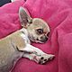 CHIHUAHUA, nazwa hodowli: Pery wschodu, Plenna 20, Sprzedam przepikna maleka Calineczk Chihuahua. Wicej informacji udziele telefoniczni