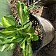 FUNKIA HOSTA, Funkia hosta dua sadzonka w doniczce. atwa w uprawie i do rozmnoenia. Do osobistego odbioru w Lublinie., c.20z. LUBLIN 5