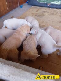 Anonse GOLDEN RETRIEVER, nazwa hodowli: Hodowla ponidzie, Skrzypiw 64, Szczenita, Sprzedam hurem Maluchy som ju gotowe do odbioru, c.2.000z/szt