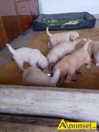 Anonse GOLDEN RETRIEVER, nazwa hodowli: Hodowla ponidzie, Skrzypiw 64, Szczenita, Przydomowa hodowla Ponidzie.S pikne maluchy biszkoptowe zote