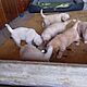 GOLDEN RETRIEVER, nazwa hodowli: Hodowla ponidzie, Skrzypiw 64, Szczenita, Przydomowa hodowla Ponidzie.S pikne maluchy biszkoptowe zote