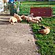 GOLDEN RETRIEVER, nazwa hodowli: Hodowla ponidzie, Skrzypiw 64, Szczenita, Sprzedam hurem lub pojedyncze sztuki, c.2.000z/sz do uzg.. S