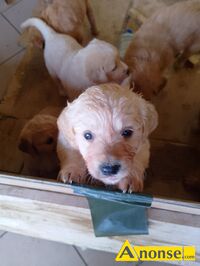 Anonse GOLDEN RETRIEVER, nazwa hodowli: Hodowla ponidzie, Skrzypiw 64, Szczenita, Moliwo wyboru i dowozu oraz kupna hurtem, c.2.000z/sz do