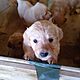 GOLDEN RETRIEVER, nazwa hodowli: Hodowla ponidzie, Skrzypiw 64, Szczenita, Moliwo wyboru i dowozu oraz kupna hurtem, c.2.000z/sz do