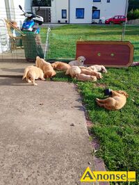 Anonse GOLDEN RETRIEVER, nazwa hodowli: Hodowla ponidzie, Skrzypiw 64, Szczenita, Mam pikne maluchy biszkoptowe zote i kremowe Zapraszamy do ko