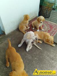 Anonse GOLDEN RETRIEVER, nazwa hodowli: Hodowla ponidzie, Skrzypiw 64, Szczenita, Mam pikne maluchy Golden retriever szczenita rodowodowe Gotow
