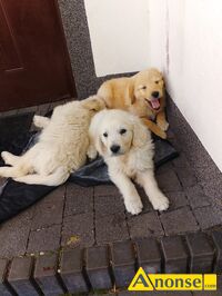 Anonse GOLDEN RETRIEVER, nazwa hodowli: Hodowla ponidzie, Skrzypiw 64, Szczenita, Mam pikne maluchy biszkoptowe zote i kremowe . Sprzedam hurem