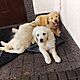GOLDEN RETRIEVER, nazwa hodowli: Hodowla ponidzie, Skrzypiw 64, Szczenita, Mam pikne maluchy biszkoptowe zote i kremowe . Sprzedam hurem
