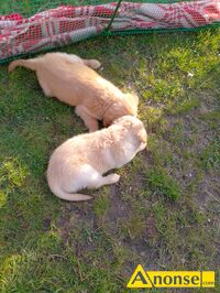 Anonse GOLDEN RETRIEVER, nazwa hodowli: Hodowla ponidzie, Piczw 28-400 skrzypiw 64, Szczenita, Sprzedam hurem lub pojedyncze, c.2.000z/sz do