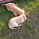 GOLDEN RETRIEVER, nazwa hodowli: Hodowla ponidzie, Piczw 28-400 skrzypiw 64, Szczenita, Sprzedam hurem lub pojedyncze, c.2.000z/sz do