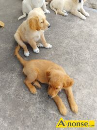 Anonse GOLDEN RETRIEVER, nazwa hodowli: Hodowla ponidzie, Skrzypiw 64, pinczw 28 -400, Szczenita, Sprzedam hurem lub pojedyncze sztuki cana do u