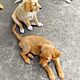 GOLDEN RETRIEVER, nazwa hodowli: Hodowla ponidzie, Skrzypiw 64, pinczw 28 -400, Szczenita, Sprzedam hurem lub pojedyncze sztuki cana do u