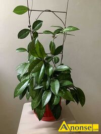 Anonse HOJA, Hoja bardzo dekoracyjny atwy do rozmnoenia kwiat, szybko rozrastajcy si. Wysoko. okoo 70-80cm., c.35z. LUBLIN