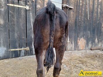 Anonse JAWKA, rasa LM, Jawka rasy lm, 7 miesiczna,wicej inf pod nr tel.518062933, c.3.900z. KIJE