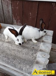 Anonse KRLIKI, Sprzedam srokacze niemiecki, madagaskar, czarny, hawana, niebieski. Cena zaley od koloru. Krliki s z marca waga ponad 3 kilo ad