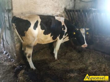 Anonse KROWA, Witam, sprzedam krow wysoko cieln. Termin 4 czerwiec. Daje duo mleka. Wicej informacji udziel telefonicznie, c.9.500z do uzg..