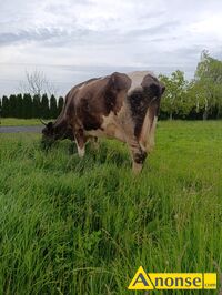 Anonse KROWA, rasa HF, Siwo-Biaa spokojna, c.5.800z. RADOM
